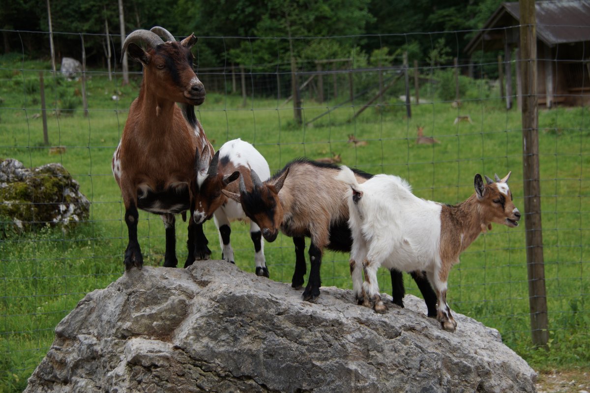 Wildpark 2019